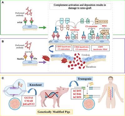 Frontiers Genetic Engineering Of Pigs For Xenotransplantation To