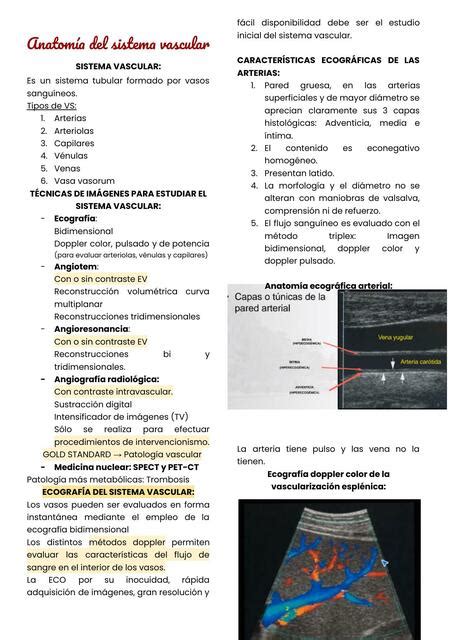 Anatom A Y Patolog A Del Sistema Vascular Patricia Pernia Udocz