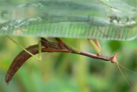 Carolina Mantis Nymph Stagmomantis Carolina Bugguidenet