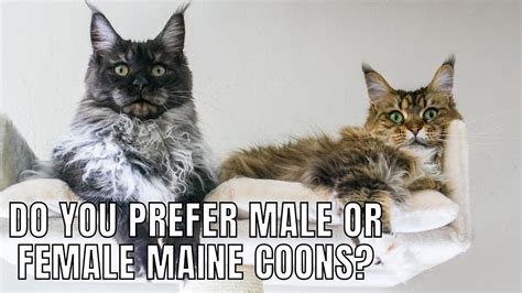 Do You Prefer Male Or Female Maine Coons MaineCoon Monday 1 YouTube