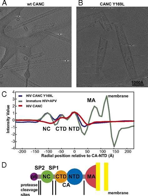 Cryo Electron Microscopy Of Tubular Arrays Of HIV 1 Gag Resolves