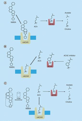 Neuromuscular Blocking Agents Mechanism Of Action