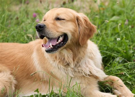 Come Addestrare Un Golden Retriever Consigli