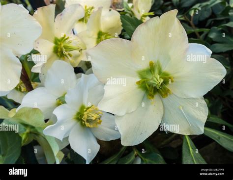 A Macro Shot Of A White Hellebore Bloom Stock Photo Alamy