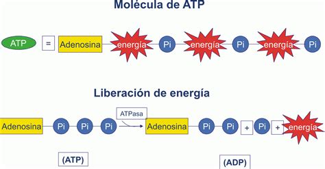 ATP SINTASA O COMPLEJO V ÚLTIMO PASO DE LA RESPIRACIÓN AERÓBICA