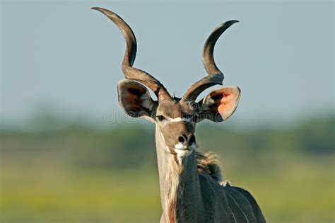 Kudu Antelope Stock Photo Image Of Mane African Horns 2896016