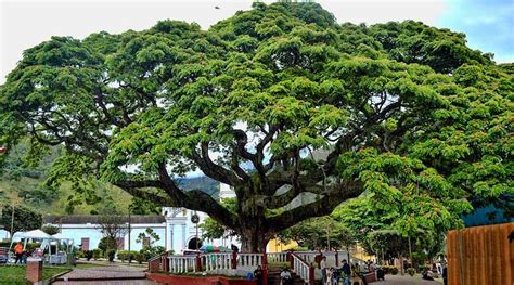 BOCHALEMA tiene todo lo que tu viaje necesita Sendero Ecológico