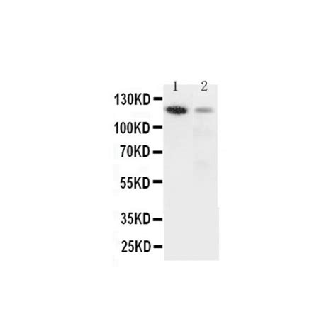 Integrin Alpha 3 Antibody Novatein Biosciences