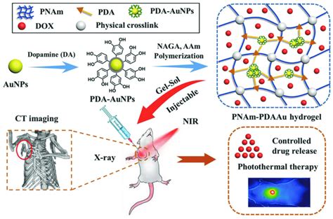 Schematic Illustration Of The Fabrication Of PNAm PDAAu Nanocomposite