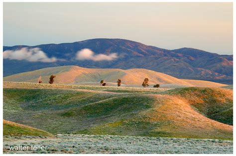 Antelope of Antelope Valley