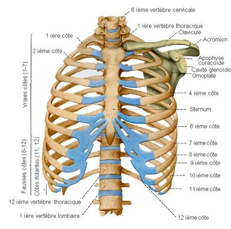 Thorax Anatomy Bones Human Body Art