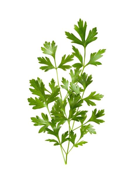 Premium Photo Parsley Herb Isolated On White Background