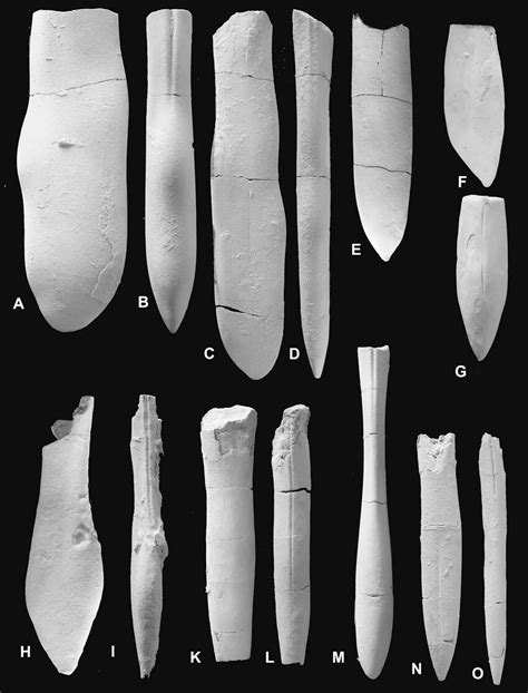 Duvaliid Belemnites From The Valanginian Hauterivian Of The Tamri