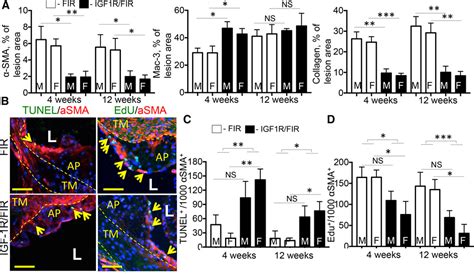 Sm22α Smooth Muscle Protein 22 α Promoter Driven Igf1r Insulin Like