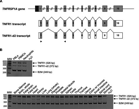 Identi Fi Cation And Tissue Speci Fi C Expression Of The New Tnfr D