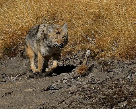 Coyote Running Photograph - Coyote Running Fine Art Print