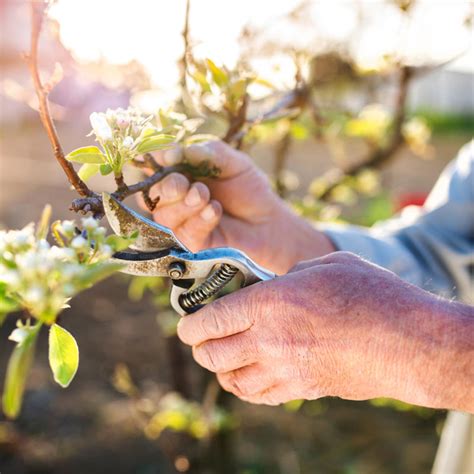 Wanneer En Hoe Appelboom Snoeien Slimster