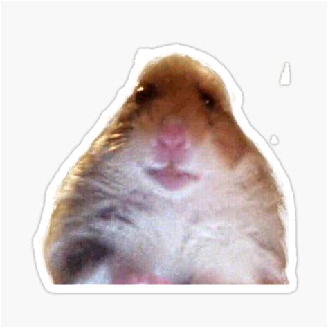 "FaceTime Hamster Meme" Sticker for Sale by MaraHaGa | Redbubble