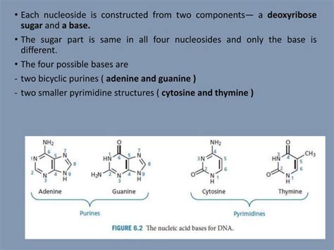 Nucleic Acids Structure And Function Ppt