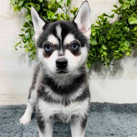 Information On Alaskan Klee Kai Puppies For Sale In Rogers Arkansas