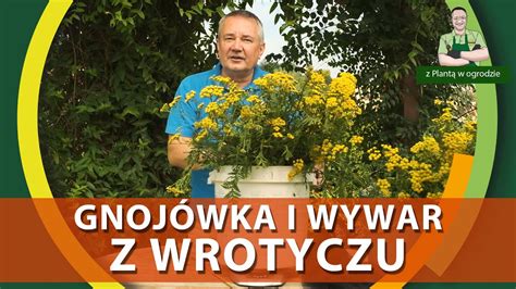 Jak wykorzystać wrotycz w ogrodzie Z PLANTĄ W OGRODZIE YouTube