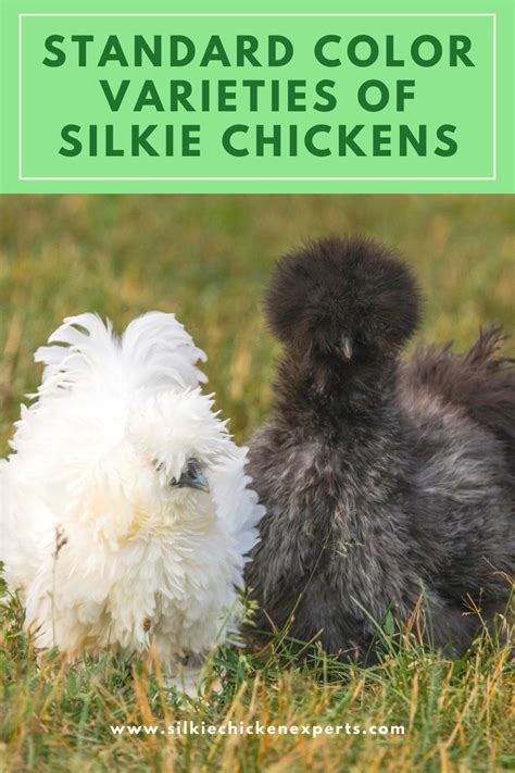 A Complete Guide To Silkie Chicken Colors Breeding Chart Sexing