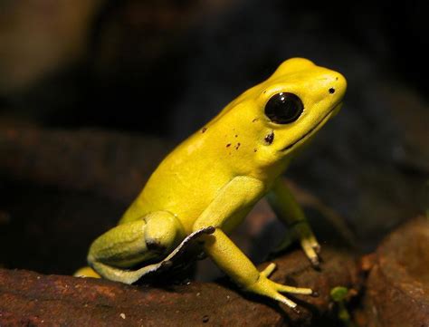 Golden Poison Dart Frog Facts and Pictures