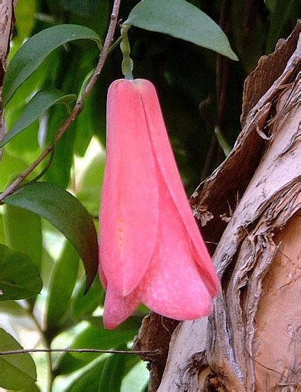 Vines And Climbers Pink Lapageria Rosea 1 By Rwhiz