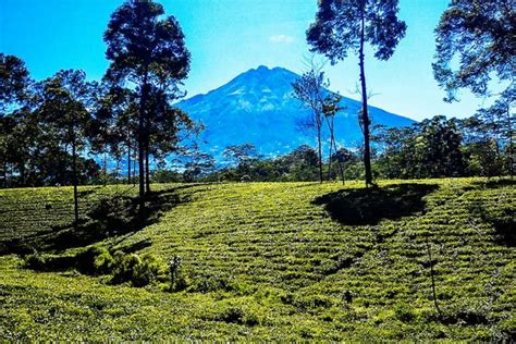 Kebun Teh Tambi Daya Tarik Harga Tiket Dan Rute