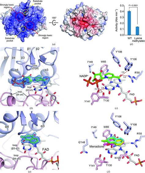 IUCr Structural And Biochemical Characterization Of MdaB From