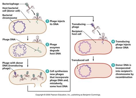 Kingdom Monera - BIOLOGY4ISC