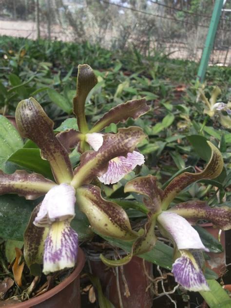 Cattleya Schilleriana Coerulea Orquid Rio Flores Do Lago