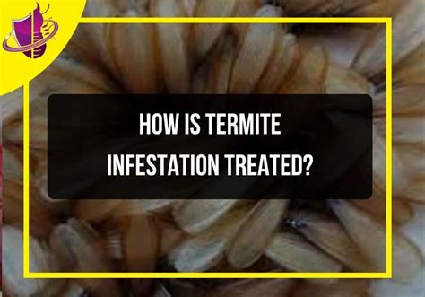 How Is Termite Infestation Treated? - Zip Pest Solutions