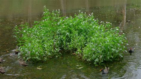 9 Dicas Para Manter Os Insetos Longe De Suas Plantas E Melhorar Seu