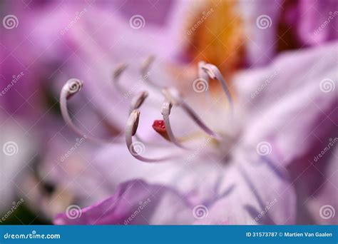 Flor Do Rododendro Imagem De Stock Imagem De Pistilo