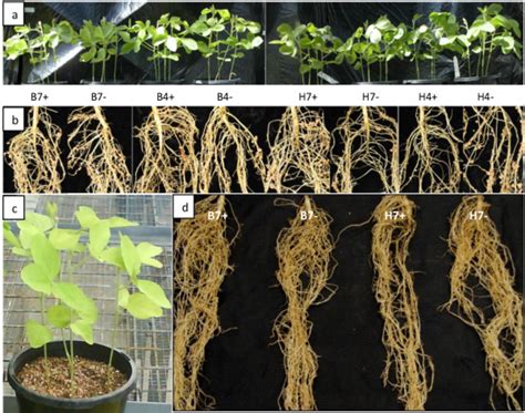 Four Weeks Old Inoculated And Uninoculated Soybean Cv Bragg Plants