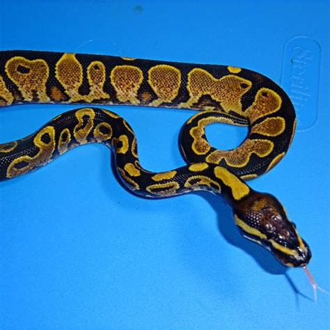 Calico Yellow Bellied Ball Python Hatchling Male