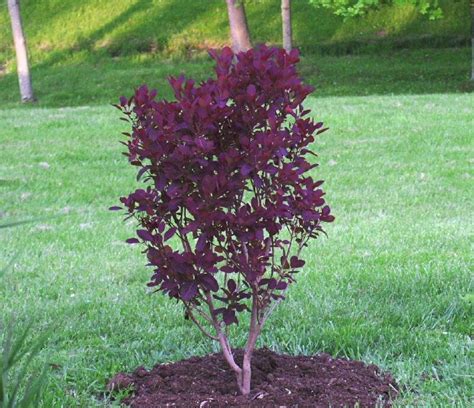 Plantfiles Pictures Cotinus European Smoketree Purple Smoke Tree