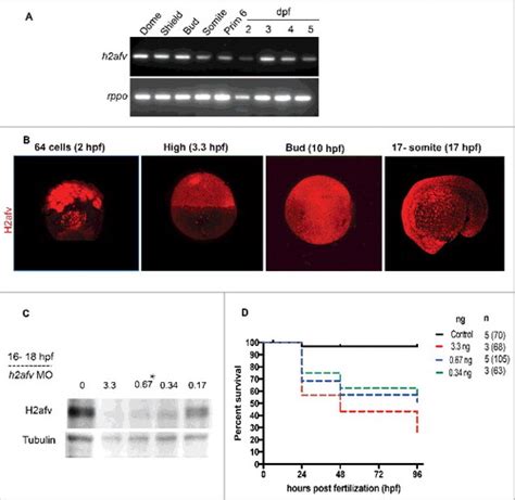 Full Article Variant Histone H Afv Reprograms Dna Methylation During