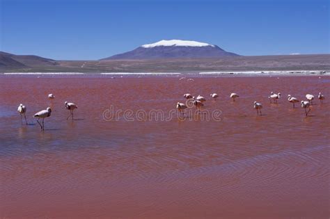 Red Lake Bolivia South America Stock Image Image Of Destinations