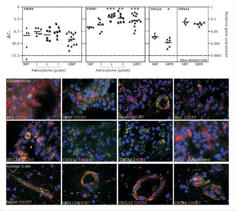 Figure From Tumor And Stem Cell Biology Cancer Research The Chemokine