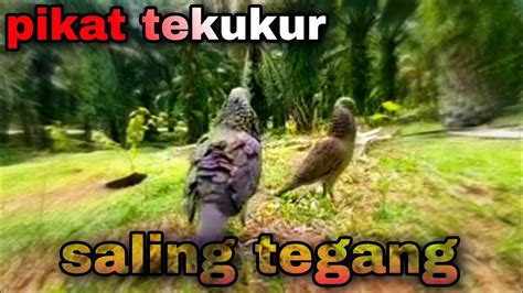 Saling Tegang Pikat Dan Bl Pikat Burung Tekukur Di Kebun YouTube