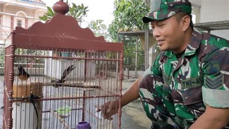 Berawal Dari Hobi Prajurit Tni Ad Sukses Beternak Burung Kicau