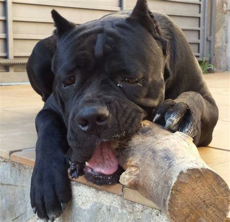 From I Love My Cane Corso Mastiff Cane Corso Cão Cane Corso Cane