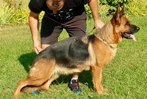 Chien Berger Allemand Roccapina Rita