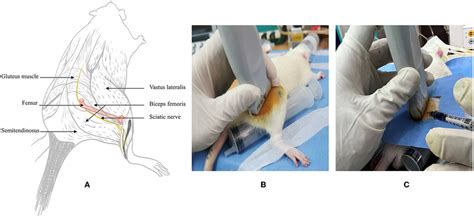 Schematic Illustrating Anatomy And Ultrasound Examination In Rats A