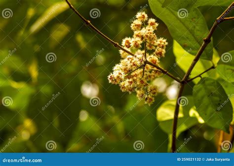 Syzygium Polyanthum Flowers With Common Names Indian Bay Leaf And