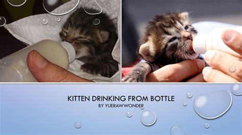 Kitten Drinking From Bottlekitten Loves Milk Youtube