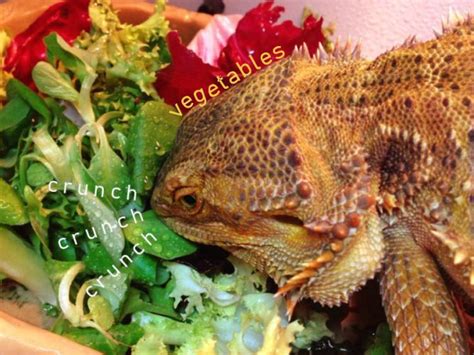 How Do Bearded Dragon Sleep And 5 Surprising Sleeping Habits Bearded