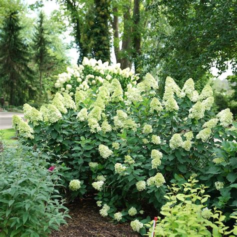 Proven Winners Multicolor Limelight Prime Panicle Hydrangea Paniculata